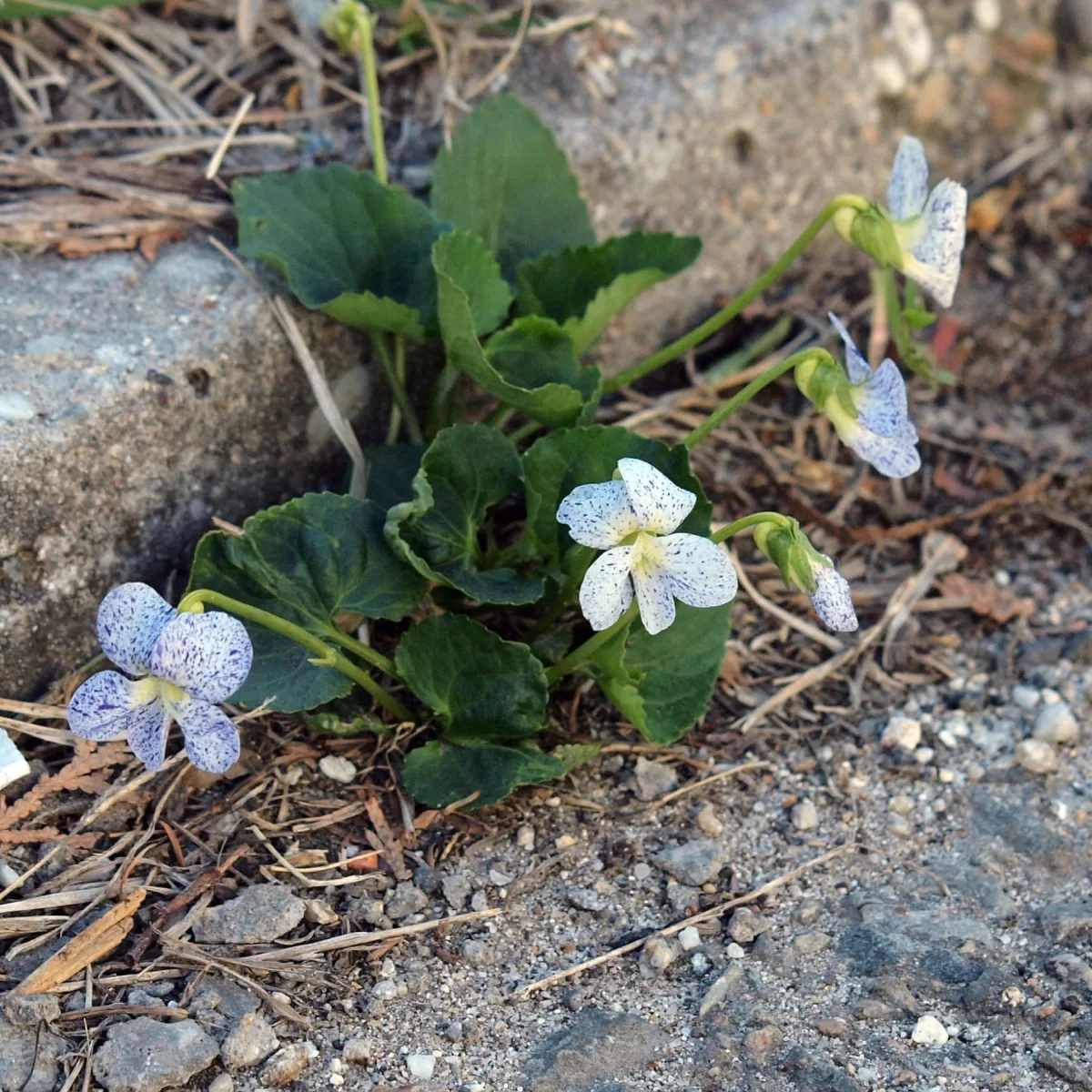 Violka vonná. Pořízeno 22.04.2019 14:04 - František Matoušek