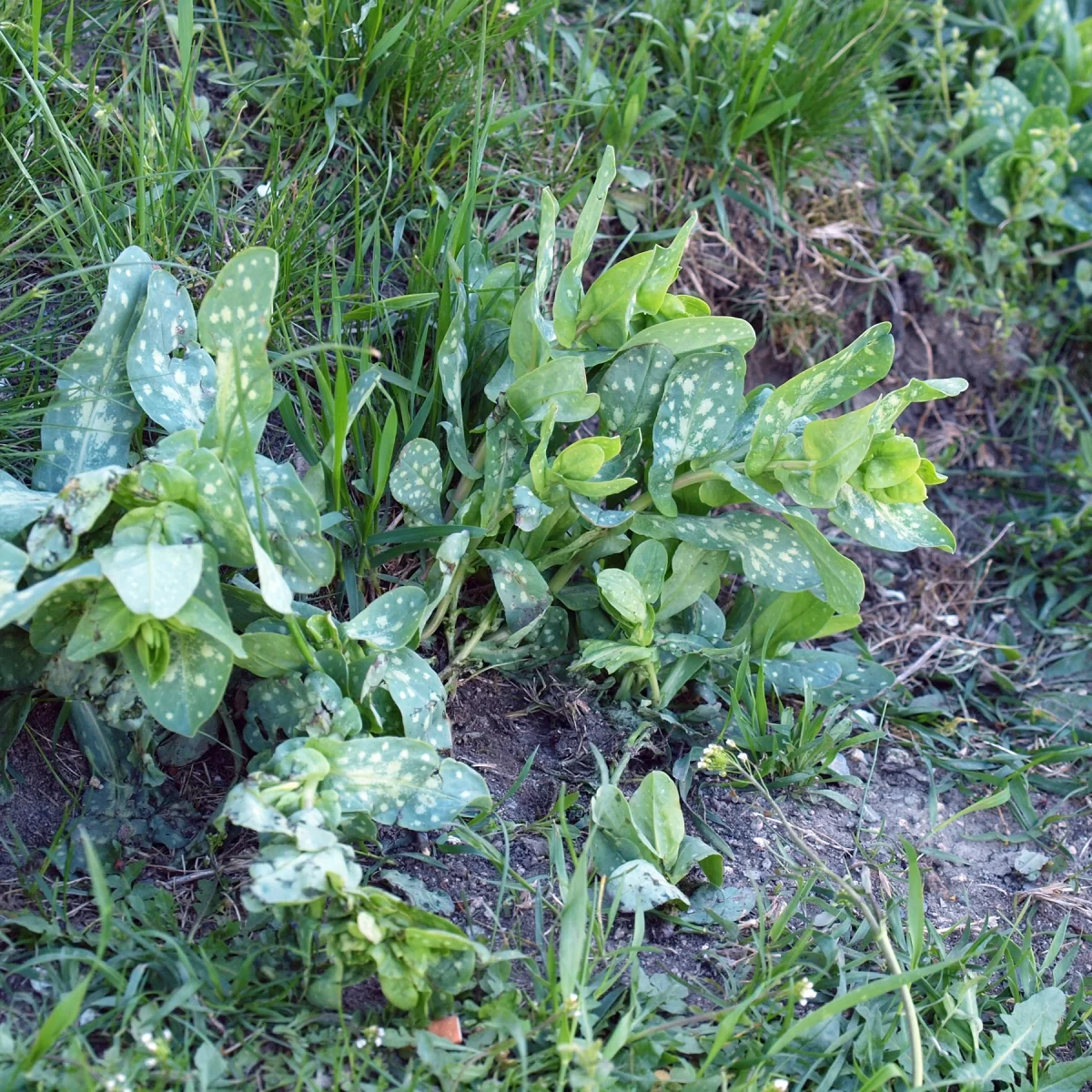 Voskovka menší. Pořízeno 10.05.2015 17:05 - František Matoušek