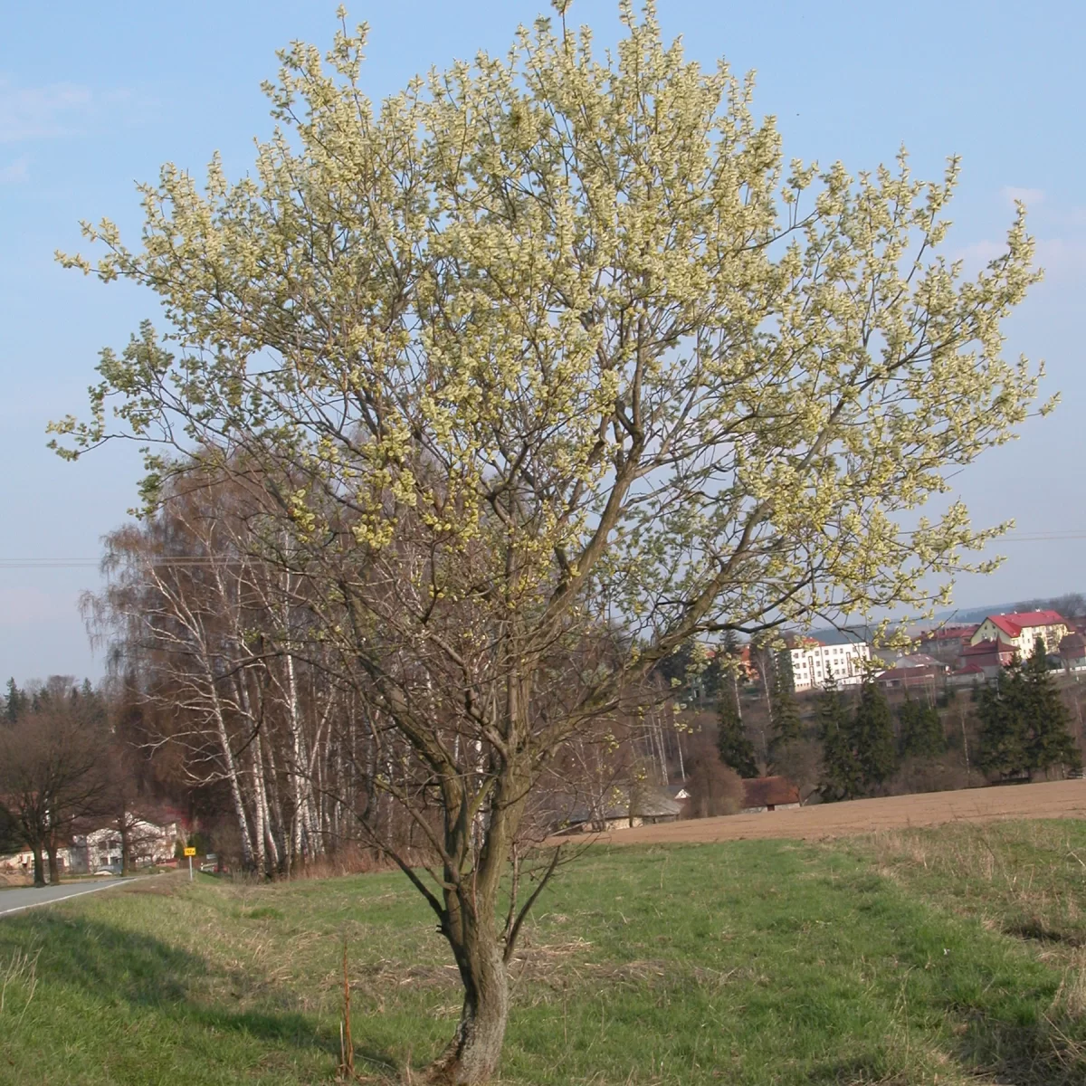 Vrba jíva. Pořízeno 21.03.2006 17:03 - František Matoušek