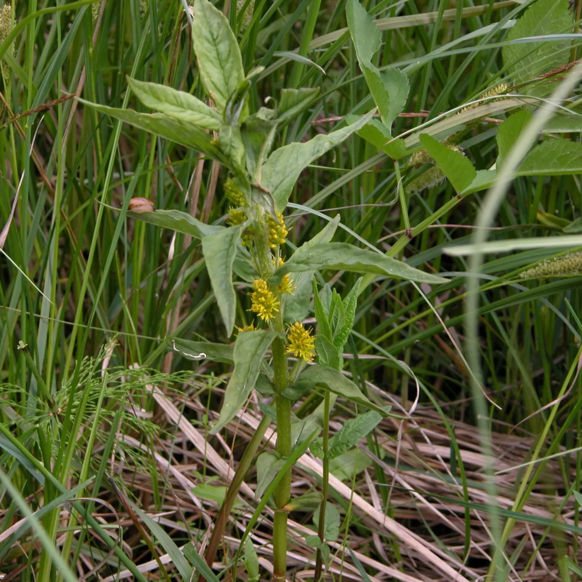 Vrbina kytkokvětá (Bazanovec kytkokvětý). Pořízeno 06.05.2006 10:05 - František Matoušek