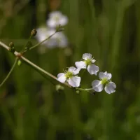Žabník jitrocelový - František Matoušek