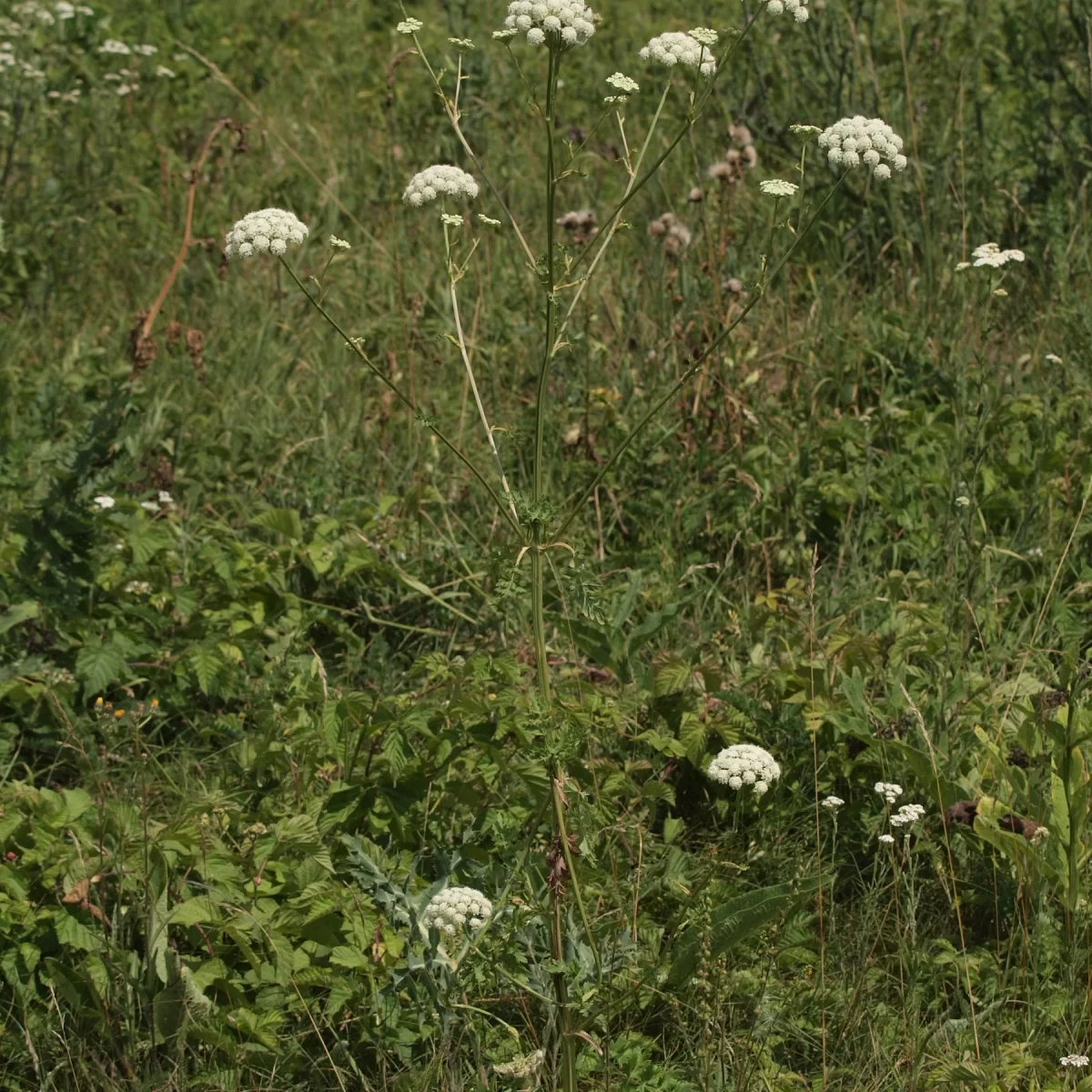 Žebřice pyrenejská. Pořízeno 26.07.2014 20:07 - František Matoušek