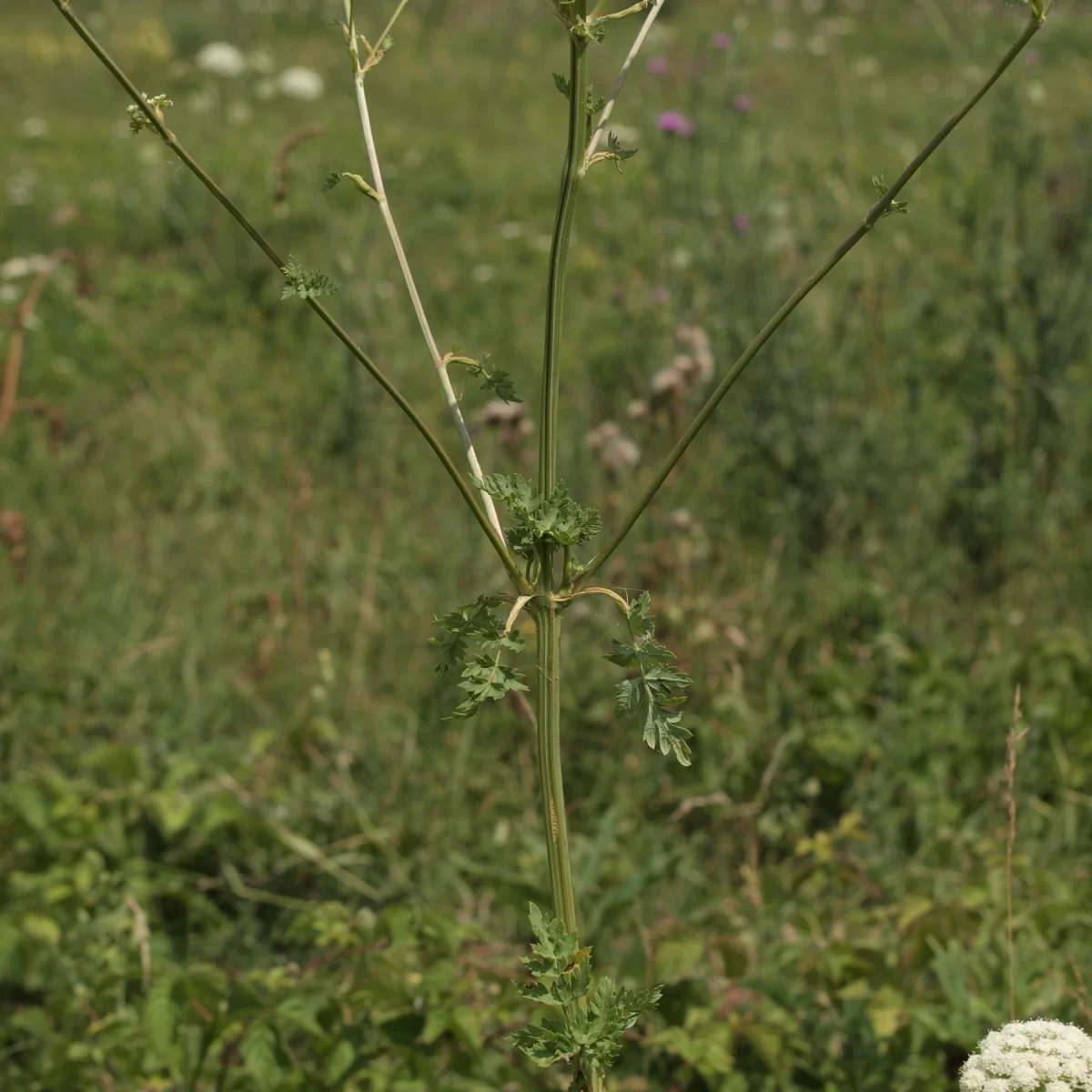 Žebřice pyrenejská. Pořízeno 26.07.2014 20:07 - František Matoušek
