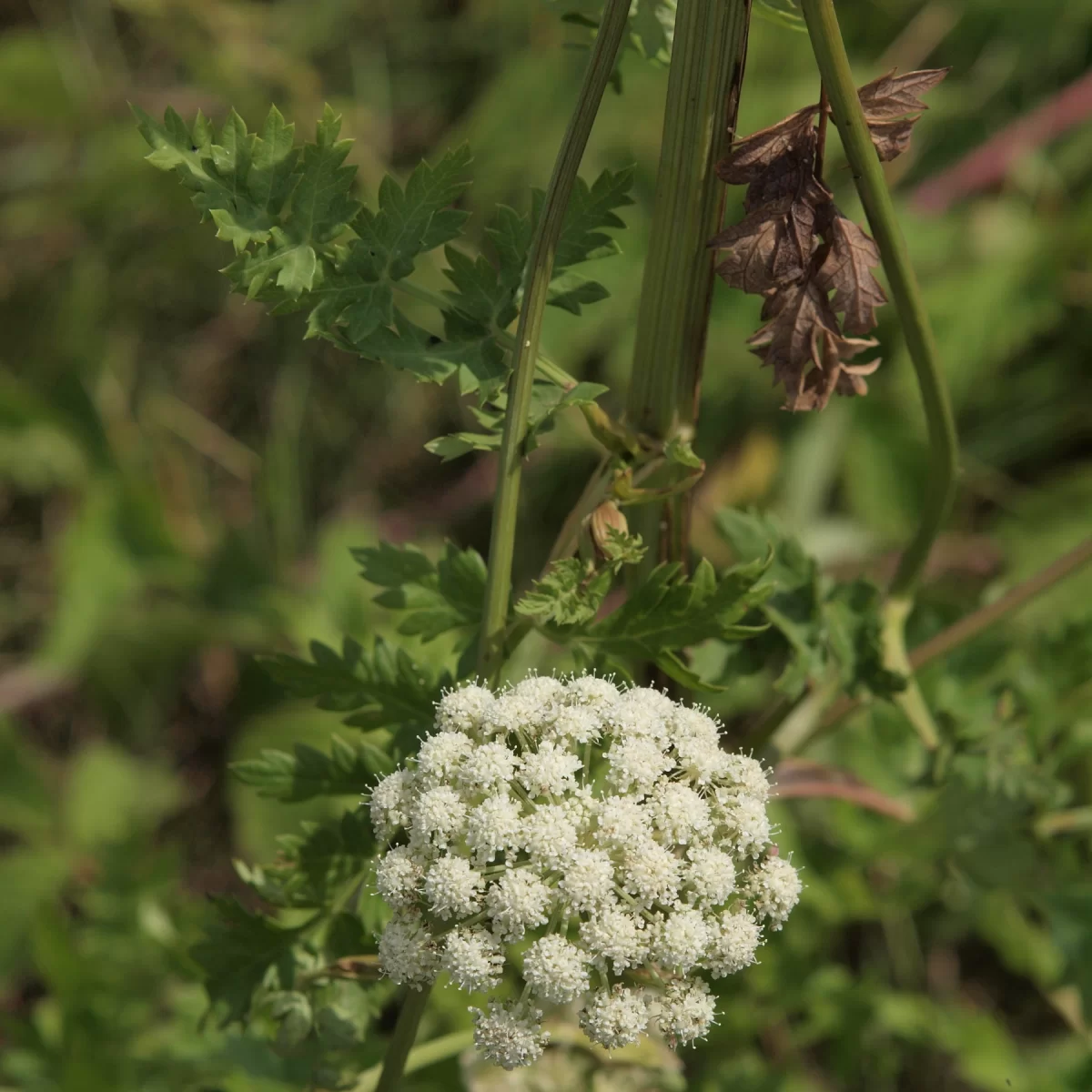 Žebřice pyrenejská. Pořízeno 26.07.2014 20:07 - František Matoušek