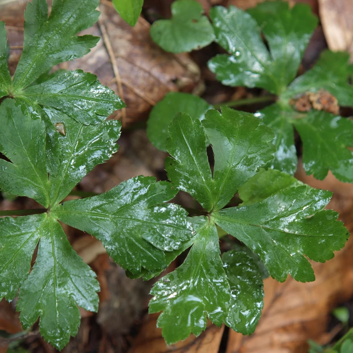 Žindava evropská. Pořízeno 04.06.2016 19:06 - František Matoušek