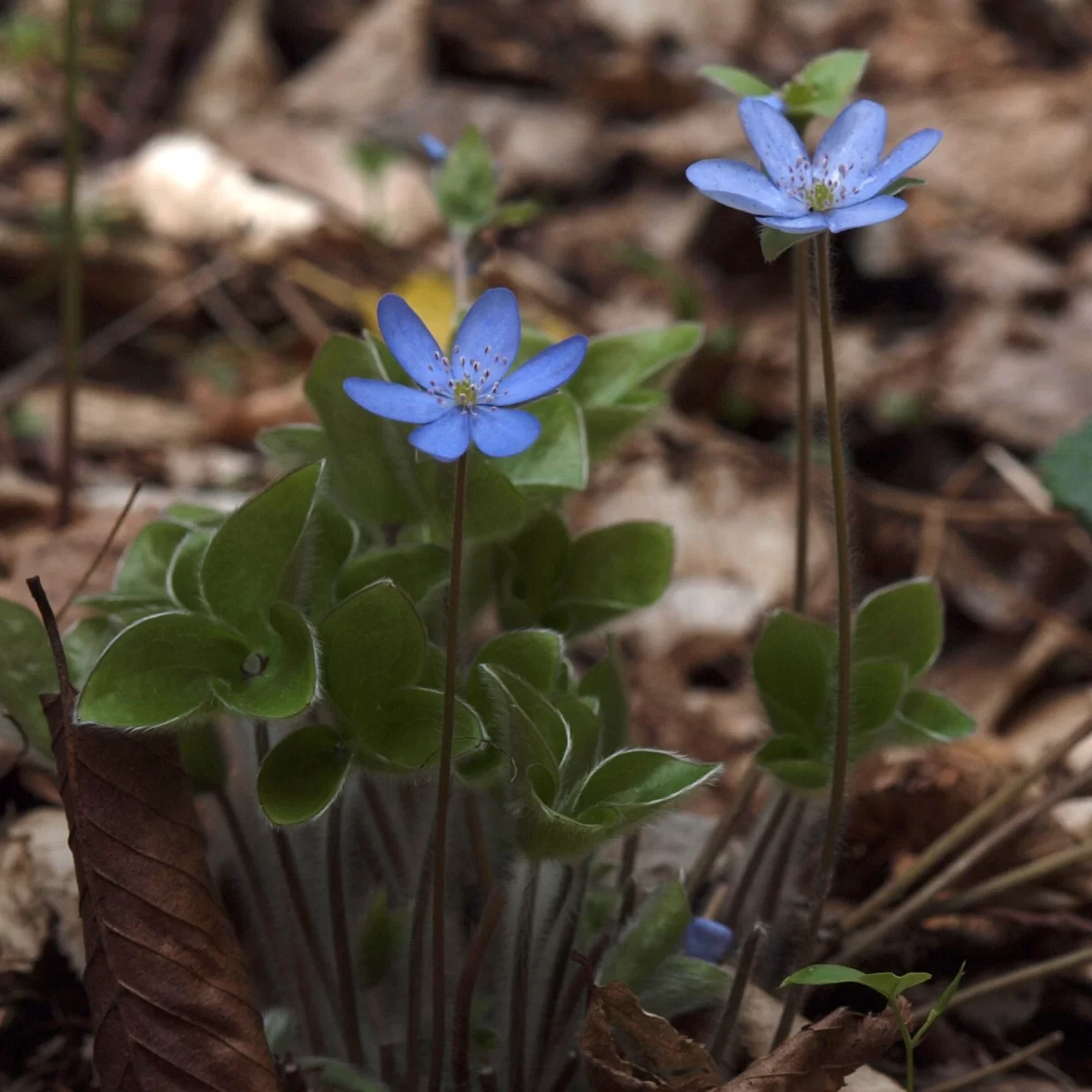 Jaterník podléška (Jaterník trojlaločný). Pořízeno 28.04.2013 14:04 - František Matoušek