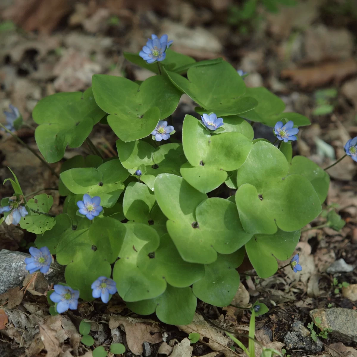 Jaterník podléška (Jaterník trojlaločný). Pořízeno 27.04.2014 18:04 - František Matoušek