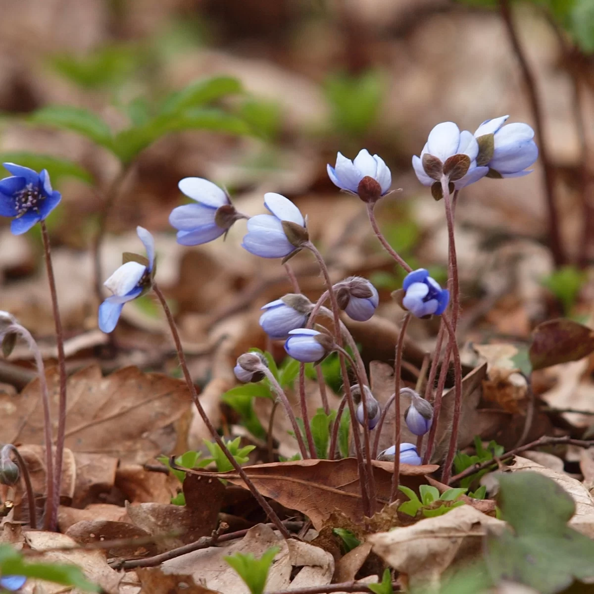 Jaterník podléška (Jaterník trojlaločný). Pořízeno 06.04.2015 18:04 - František Matoušek