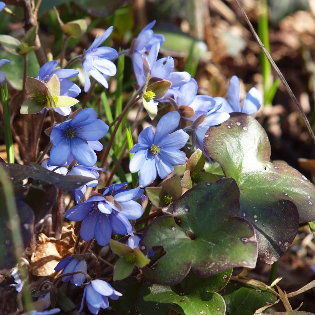 Jaterník podléška (Jaterník trojlaločný). Pořízeno 06.04.2015 18:04 - František Matoušek