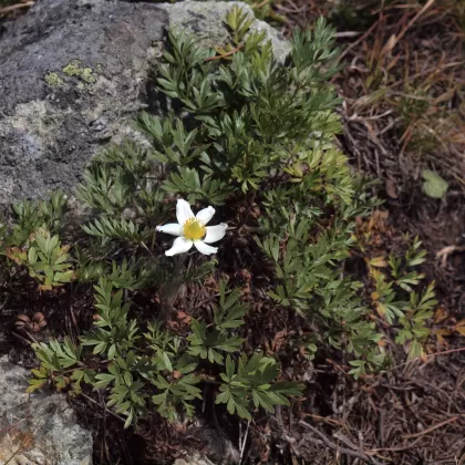 Koniklec alpínský - František Matoušek