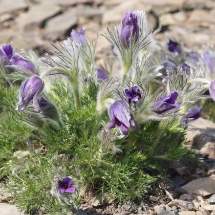 Koniklec německý - František Matoušek
