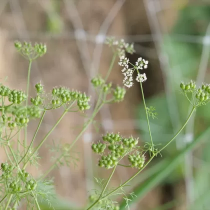 Koriandr setý - František Matoušek