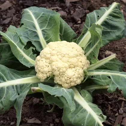 Květák karfiol - František Matoušek