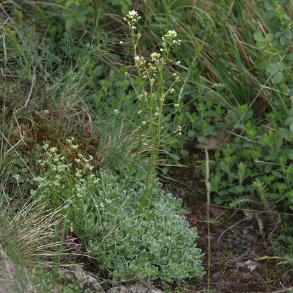 Lomikámen vždyživý (Lomikámen latnatý) - František Matoušek