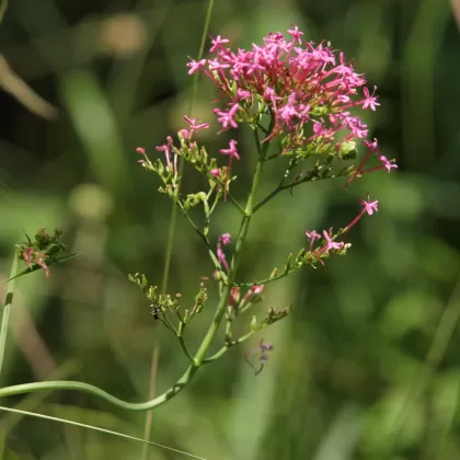 Mavuň červená - František Matoušek