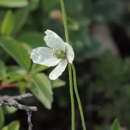Mák bělokvětý jihomoravský - František Matoušek
