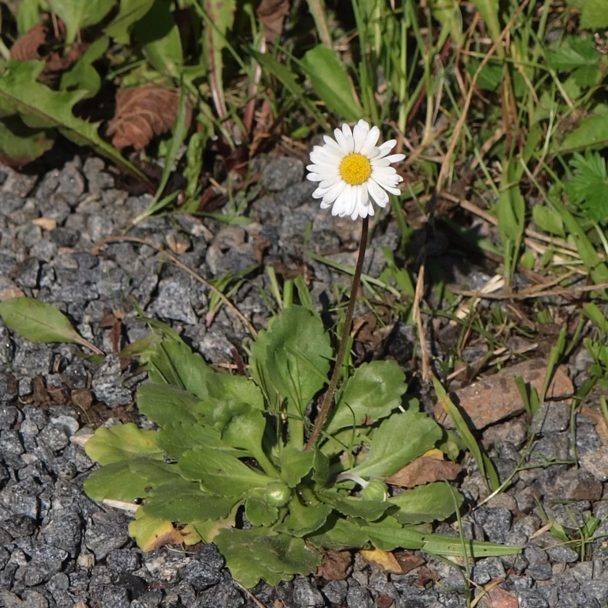 Sedmikráska obecná, Sedmikráska chudobka. Pořízeno 25.09.2014 15:09 - František Matoušek
