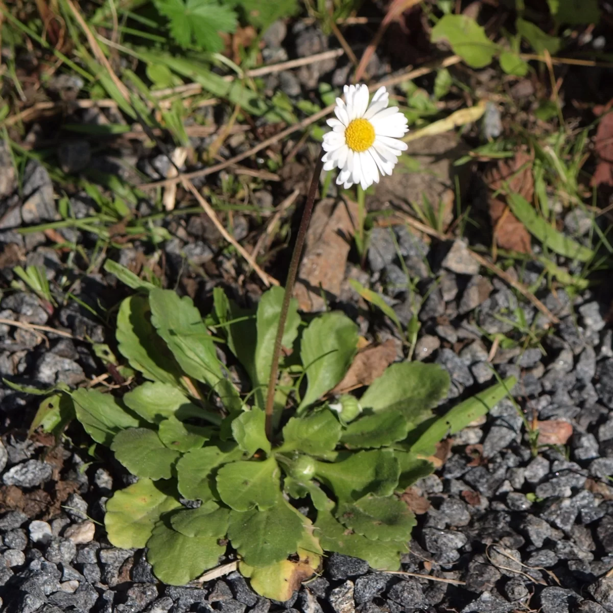 Sedmikráska obecná, Sedmikráska chudobka. Pořízeno 25.09.2014 15:09 - František Matoušek
