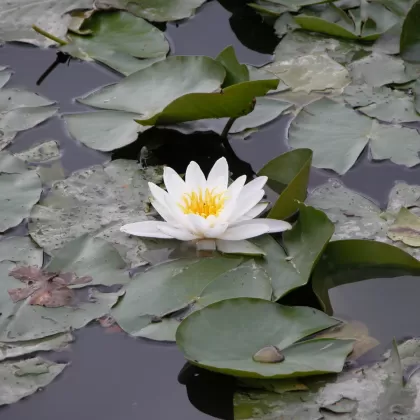 Leknín bílý - František Matoušek