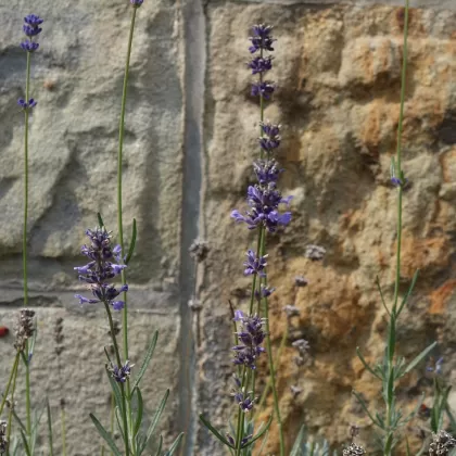 Levandule lékařská - František Matoušek