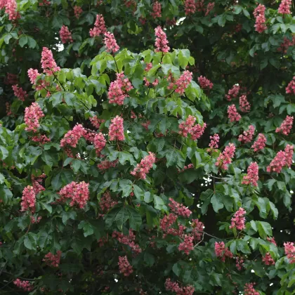 Jírovec pleťový - František Matoušek