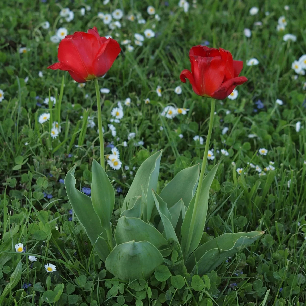 Tulipán zahradní. Pořízeno 11.05.2022 20:05 - František Matoušek