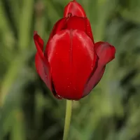 Tulipán zahradní - František Matoušek