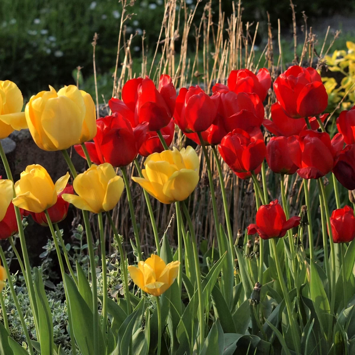 Tulipán zahradní. Pořízeno 11.05.2022 20:05 - František Matoušek