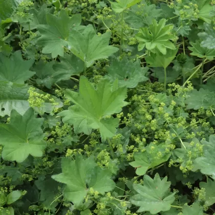 Kontryhel číšolistý - František Matoušek