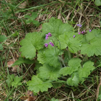 Kruhatka Matthioliho - František Matoušek