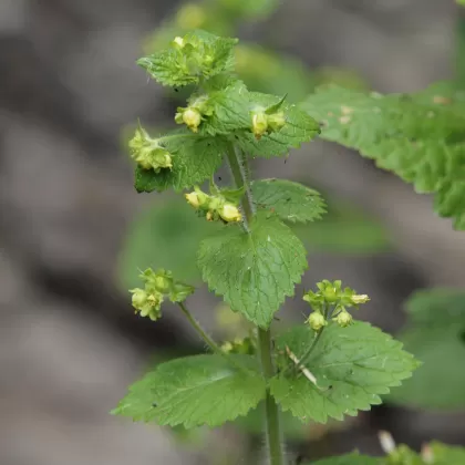 Krtičník jarní - František Matoušek