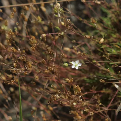 Kuřička Smejkalova - František Matoušek