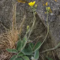 Jestřábník bledý - František Matoušek