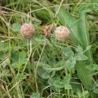 Jetel jahodnatý - František Matoušek