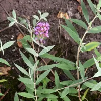 Komule Davidova - František Matoušek