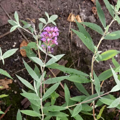 Komule Davidova - František Matoušek