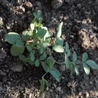 Lékořice lysá - František Matoušek