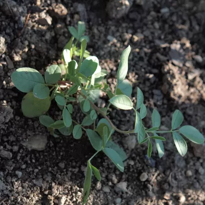 Lékořice lysá - František Matoušek