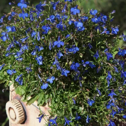 Lobelka modrá - František Matoušek