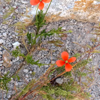 Mák pochybný - František Matoušek