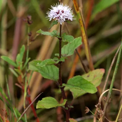 Máta vodní - František Matoušek
