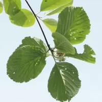 Jeřáb muk - František Matoušek