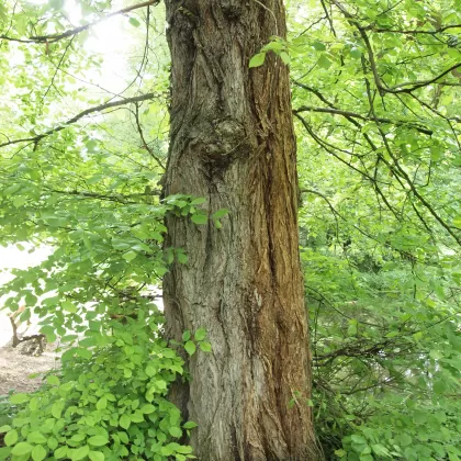 Jilm vaz - František Matoušek