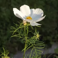 Krásenka zpeřená - František Matoušek