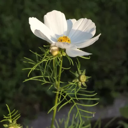 Krásenka zpeřená - František Matoušek