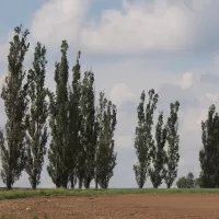 Topol černý vlašský - František Matoušek