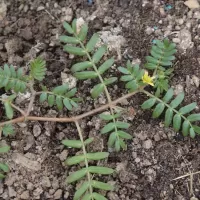 Kotvičník zemní - František Matoušek