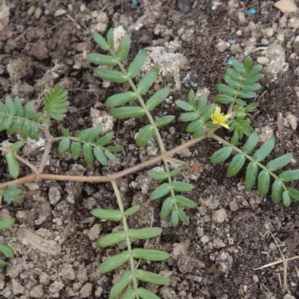 Kotvičník zemní - František Matoušek