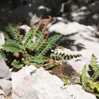 Kyvor lékařský - František Matoušek