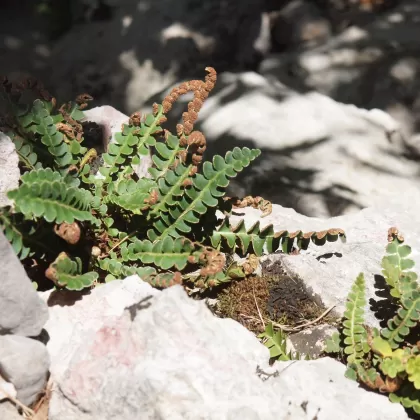 Kyvor lékařský - František Matoušek